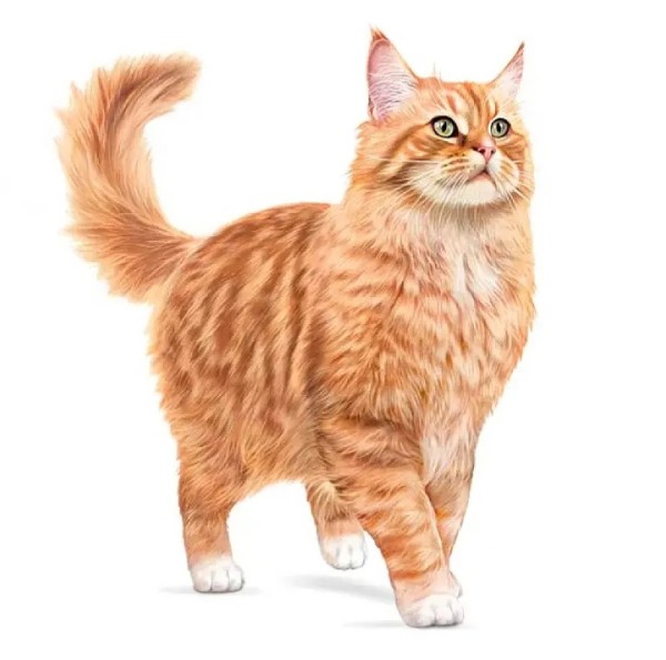 Royal Canin Cat Ageing 11+ - Суха храна за котки над 11 годишна възраст